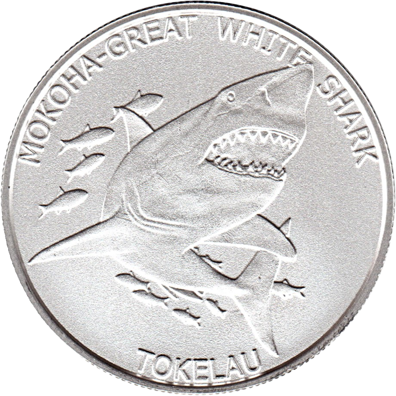 Ag 1 Oz white shark tokelau 2015